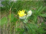 Kosmate škržolice Hieracium villosum-radičevke-Cichoriaceae- še skrivajo svoj cvet.