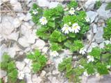 Ne prezrem nobenega drobižka-toga smetlika-Euphrasia stricta-črnobinovke-Scrophulariaceae.