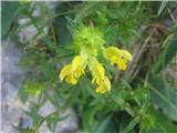 Resasti škrobotec-Rhinanthus glacialis-črnobinovke-Scrophulariceae-je pogost.