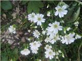 To naj bi bila kar koroška smiljka po pregledanem gradivu-Cerastium carinthiacum ssp. austroaalpinum-klinčnice-Caryophyllaceae.Smiljk je veliko sort in jih je teže določiti. 