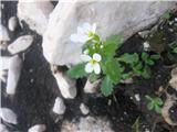 T bo pa kar alpskii repnjak-Arabis -križnice-Brassicaceae. Povsod ga je polno.Bohinjski je enostavno drugačen.