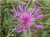 Ta mi pa pri prepoznavanju dela težave.Naj bi bil veleperesasti-Centaurea macroptilon-nebinovke-Asteraceae.