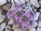 Okroglolistni mošnjak-Thlaspi cepaeifolium ssp.rotundifolium-križnice-Brassicaceae. Vse polno je te rožce na meliščih Razorja.