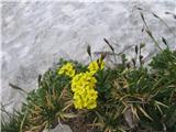 Na poti na Razor med gruščem in v melišču vete že obirski grobeljnik-Alyssum ovirense-prelep.