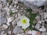 Kernerjev mak-Papaver alpinum-makovke-Papaveraceae.