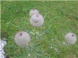 Volnatoglavi osat-Cirsium eriophorum-nebinovke-Astreraceae- na pašniku pri vlečnici na Rudnem polju.