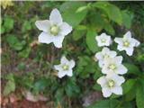 Močvirske samoperke-Parnassia palustris.