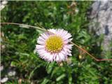 Mnogolična suholetnica-Erigeron glabratus-nebinovke-Asteraceae-so bile ravno tako pri  koči.