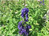 Repičasta preobjeda Aconitum napellus-zlatičevke-Ranunculaceae-ravno tako pri koči.