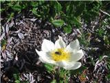 Še vedno alpska velesa-Dryas octopetala-rožnice-Rosaceae.