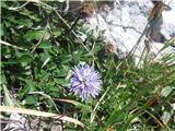 Srčastolistna mračica-Globularia cordifolia-mračičevke-Globulariaceae.