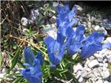 Drugo presenečenje pa na koncu poti na Umik Žrela v melišču-froelichov svišč-Gentiana froelishii-sviščevke-Gentianaceae.