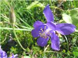 Bertolonijeva orlica-Aquilegia bertolonii -ravno tako na melišču kot svišč.