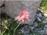 To je pa luk.Lahko , da je lepi luk ali škrlatni(kamniški luk). Šklatni ima bolj lepa, kompaktna socvetja, torej je verjetneje kar lepi luk-Allium carinatum subsp. pulchellum-lukovke-Alliaceae.