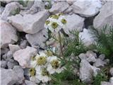 Črnikasti rman-Achillea atrata-nebinovke-Asteraceae.