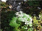 V gozdu pa ta penuša-v bližini vode. Je trilistna penuša-cardamine trifolia-križnice-brassicaceae.