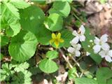 V bližini vode tudi ta dvojček-dvocvetna vijolica in trilistna penuša.  Vijolica je dvocvetna vijolica-viola biflora-vijoličevke-violaceae. 