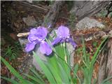 Bohinjska perunika-Iris cengialti f. vochinensis.