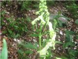 Ozkočeladasta preobjeda-Aconitum lycoctonum-zlatičnice-Ranunculaceae.