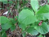 Planinsko kosteničevje-Lonicera alpigena-kovačnikovke-Caprifoliaceae.