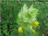 Ob poti tudi resasti škrobotec-rhinanthus glacialis-črnobinovke-scrophulariaceae.