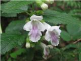 Medenika-Mellittis melissophylum-ustnatice-Lamiaceae.