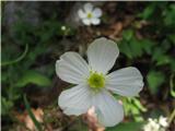 Prvič letos najdem platanolistno zlatico-Ranunculus platanifolius-zlatičevke-Rnunculaceae.