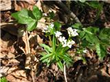 Ta cvete v gozdu.Je dišeča lakota-Galium odoratum-broščičevke-Rubiaceae.