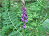 Ptičja grašica-Vicia cracca-metuljnice-Fabaceae.