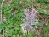 Na travniku pod cerkvico pa ta srednji trpotec-Plantago media-trpotčevke- Plantaginaceae.