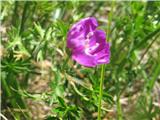 Na Senožetih najdem krvavordečo krvomočnico-Geranium sanguineum-krvomočnikovke-Geraniaceae.