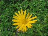 Primožek-Buphtalmum salicifolium-nebinovke-Asteraceae.