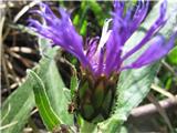 To je gorski glavinec-Centaurea montana-nebinovke-Asteraceae.