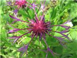 Pa že tudi navadni glavinec-Centaurea jacea-nebinovke-Asteraceae.