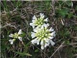 To belo rožco še določim-s Zelenice.To je rani mošnjak -Thlaspi praecox-križnice-Brassicaceae.