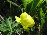 Na vlažnih predelih neutrudno cveti navadna pogačica-Trollius europaeus-zlatičevke-Ranunculaceae.