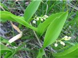 Blizu so še vedno šmarnice-Convallaria majalis-šmarčičevke-Convallariaceae.