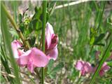 To je rdeča relika-Chamaecutisus purpureus-metuljnice-Fabaceae.