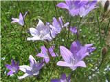 Na travniku že na Ambrožu pa razprostrta zvončica-Campanula patula-zvončičevke-Campanulaceae.