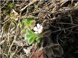 Skoraj isti posnetek.Ugotovil sem , da gre za drobnocvetni petoprstnik-Potentilla micrantha. Gre za prvi beli cvetoči petoprstnik spomladi.