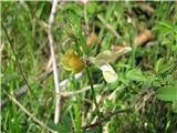 Pisani grahor-Lathyrus pannonicus.