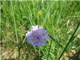 Mislim , da gre za poljskega grintavca -Scabiosa triandra. Podoben je navadnemu  grintavcu. Navaden je obarvan bolj rozno,medtem ko je poljski rahlo vijoličen.