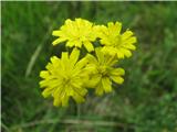 Rušnata škržolica -Hieracium caespitosum.