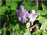 Izredno je lepa , letos sem bil zgleda prezgodaj tam.Kolenčasta krvomočnica -Geranium nodosum.