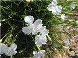 Klinček  (po hrvaško klinčić kamenjar)-Dianthus petraues subsp. petraues.