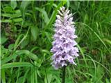 Kukavice so moj še neraziskan projekt in jih zanesljivo še ne ločim.Ta naj bi bila pegasta prstata kukavica-Dactylorhiza maculata -vsaj tako po Flori alpini. Ta priročnik nam namenja 15. vrst  .