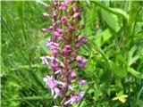 Ta pa je stasita kukavica-Orchis mascula subsp. mascula.Ta priročnik jih ima tudi pod Traunsteinera globasa-navadna oblasta kukavica .