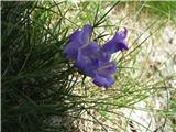 To je cvetek te rožce .Gre za verjetno za- Campanula waldsteiniana.