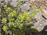 Navadni grobeljnik-Alyssum alyssoides..