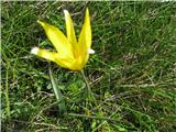 V visoki travi me je presenetil divji tulipan-Tulipa sylvestris ssp. australis.